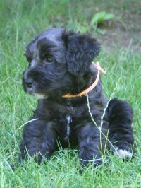 Schnoodle 6 hetesen
