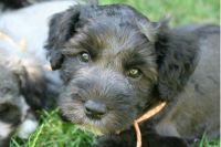 Schnoodle