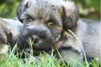 Schnoodle