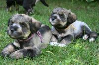 Schnoodle